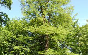 CYPRYŚNIK BŁOTNY - Taxodium distichum - nr 335 (1)
