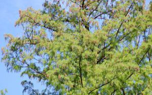 CYPRYŚNIK BŁOTNY - Taxodium distichum - nr 335 (2)