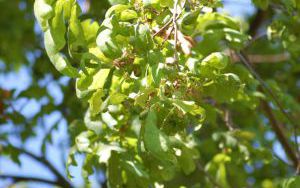 DĄB BIAŁY - Quercus alba - odmiana łyżkowata 'Elongata' - nr 332 (3)