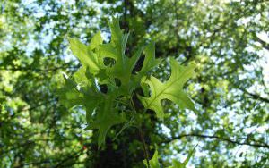 DĄB BŁOTNY - Quercus palustris - nr 333 (2)