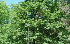 GRAB POSPOLITY Carpinus betulus - nr 343 (1)