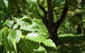 GRAB POSPOLITY Carpinus betulus - nr 343 (2)