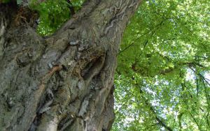 GRAB POSPOLITY Carpinus betulus - nr 343 (3)