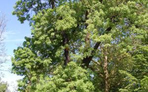 JESION WYNIOSŁY - Fraxinus excelsior - nr 347 (1)