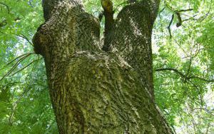 JESION WYNIOSŁY - Fraxinus excelsior - nr 347 (2)