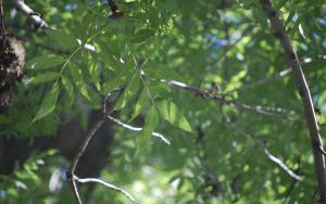 JESION WYNIOSŁY - Fraxinus excelsior - nr 347 (3)
