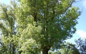 JESION WYNIOSŁY - Fraxinus excelsior - nr 348 (1)