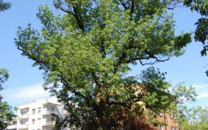 JESION WYNIOSŁY - Fraxinus excelsior - nr 348 (2)