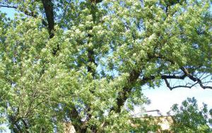 JESION WYNIOSŁY - Fraxinus excelsior - nr 348 (3)