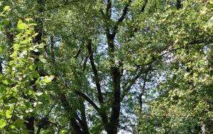 JESION WYNIOSŁY - Fraxinus excelsior - nr 349 (1)