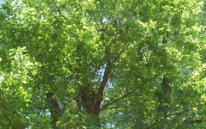 JESION WYNIOSŁY - Fraxinus excelsior - nr 349 (2)