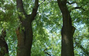 JESION WYNIOSŁY - Fraxinus excelsior - nr 349 (3)