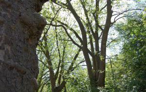 Osiem okazów - PLATAN KLONOLISTNY - Platanus x acerifolia - nr 345 (1)