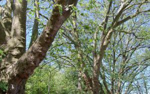 Osiem okazów - PLATAN KLONOLISTNY - Platanus x acerifolia - nr 345 (2)