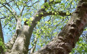 Osiem okazów - PLATAN KLONOLISTNY - Platanus x acerifolia - nr 345 (3)