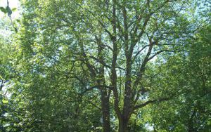 PLATAN KLONOLISTNY - Platanus x acerifolia - nr 337 (1)