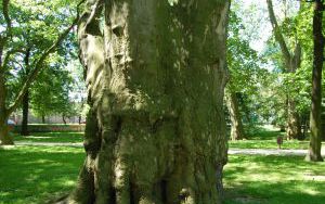 PLATAN KLONOLISTNY - Platanus x acerifolia - nr 337 (2)