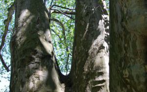 PLATAN KLONOLISTNY - Platanus x acerifolia - nr 337 (3)