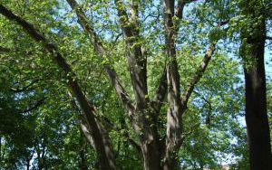 PLATAN KLONOLISTNY - Platanus x acerifolia - nr 338 (1)