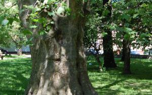 PLATAN KLONOLISTNY - Platanus x acerifolia - nr 338 (3)