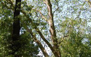 PLATAN KLONOLISTNY - Platanus x acerifolia - nr 339 (1)