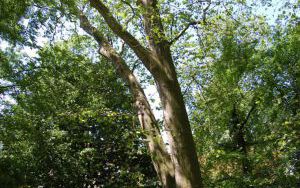 PLATAN KLONOLISTNY - Platanus x acerifolia - nr 339 (2)