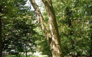 PLATAN KLONOLISTNY - Platanus x acerifolia - nr 339 (3)