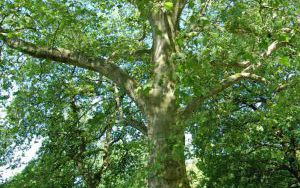 PLATAN KLONOLISTNY - Platanus x acerifolia - nr 342 (1)