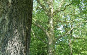 PLATAN KLONOLISTNY - Platanus x acerifolia - nr 342 (2)