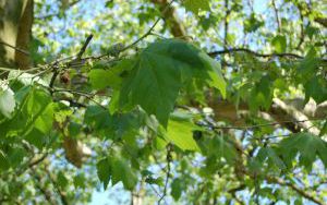 PLATAN KLONOLISTNY - Platanus x acerifolia - nr 342 (3)