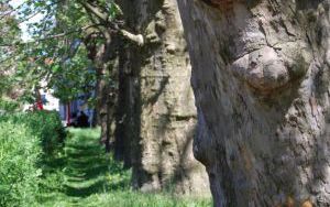 Siedem okazów - PLATAN KLONOLISTNY - Platanus x acerifolia - nr 341 (1)