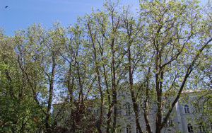 Siedem okazów - PLATAN KLONOLISTNY - Platanus x acerifolia - nr 341 (2)