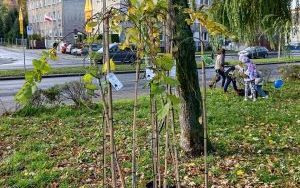 Akcja sadzenia wiązów górskich (2)
