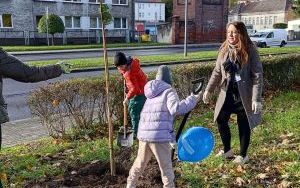 Akcja sadzenia wiązów górskich (3)