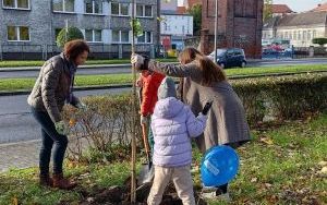 Akcja sadzenia wiązów górskich (4)