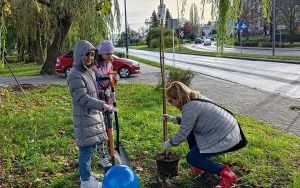 Akcja sadzenia wiązów górskich (5)