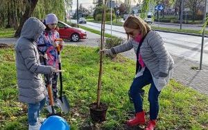 Akcja sadzenia wiązów górskich (6)