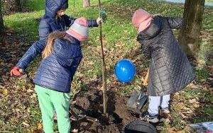 Akcja sadzenia wiązów górskich (8)