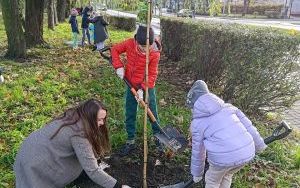 Akcja sadzenia wiązów górskich (11)