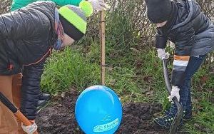 Akcja sadzenia wiązów górskich (13)
