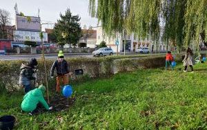 Akcja sadzenia wiązów górskich (14)