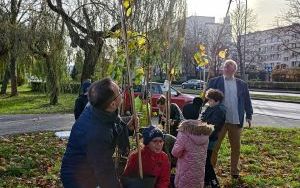 Akcja sadzenia wiązów górskich (3)