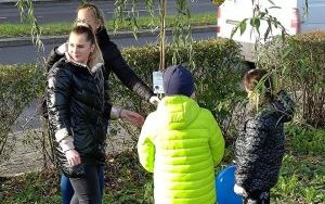 Akcja sadzenia wiązów górskich (10)