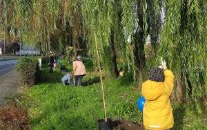 Akcja sadzenia wiązów górskich (12)