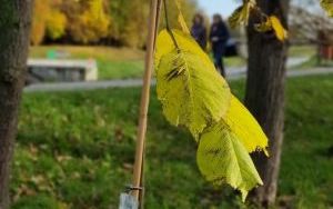 Akcja sadzenia wiązów górskich (6)