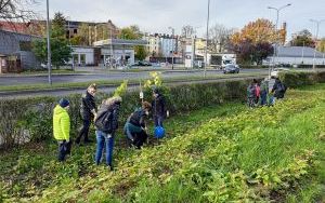 Akcja sadzenia wiązów górskich (7)