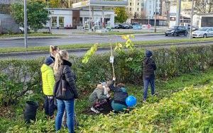 Akcja sadzenia wiązów górskich (8)