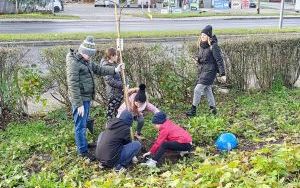 Akcja sadzenia wiązów górskich (9)