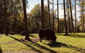 Zagroda żubrów (3)