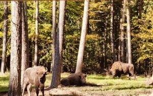 Zagroda żubrów (4)